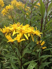 Senecio hercynicus