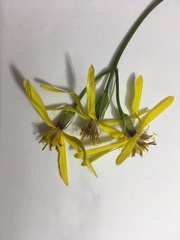 Senecio hercynicus