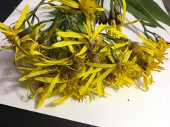 Senecio hercynicus