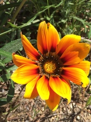 Gazania linearis