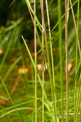 Platycnemis pennipes