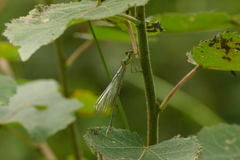 Platycnemis pennipes