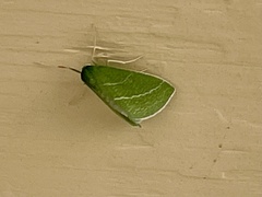 Synchlora bistriaria