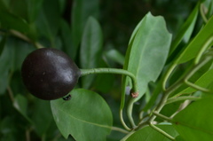 Capparis lucida