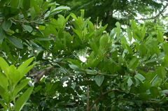 Capparis lucida