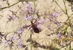 Rhynocoris punctiventris