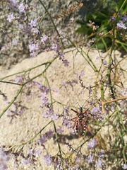 Rhynocoris punctiventris