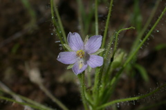 Byblis liniflora