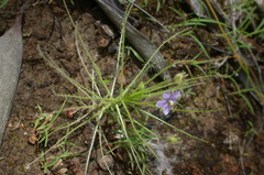 Byblis liniflora