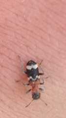 Thanasimus formicarius