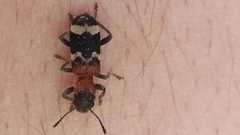 Thanasimus formicarius