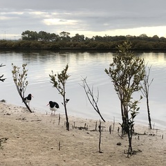 Haematopus longirostris