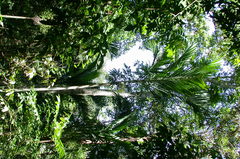 Ptychosperma elegans