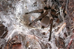 Selenocosmia
