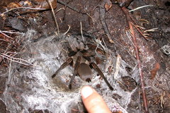 Selenocosmia