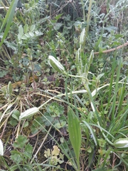 Ornithogalum umbellatum