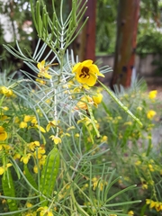 Senna artemisioides