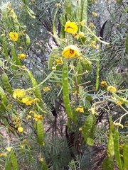 Senna artemisioides