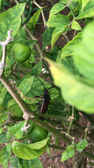 Solenoptera