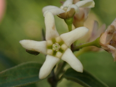 Vincetoxicum hirundinaria