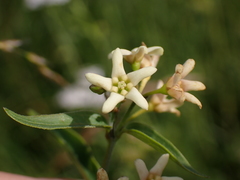 Vincetoxicum hirundinaria