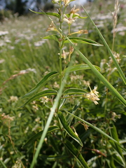 Vincetoxicum hirundinaria