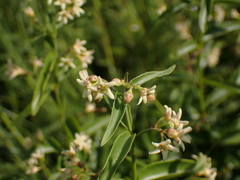 Vincetoxicum hirundinaria