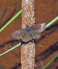 Anisochoria sublimbata