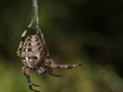 Araneus diadematus