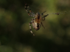 Araneus diadematus