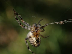 Araneus diadematus