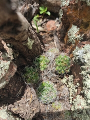 Mammillaria decipiens