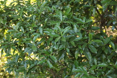 Peddiea africana