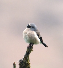 Pyrrhula erythaca