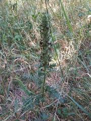 Pedicularis sibthorpii