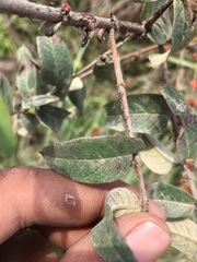 Woodfordia fruticosa