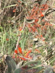 Woodfordia fruticosa