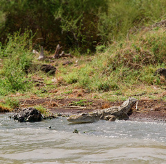 Crocodylus niloticus