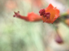 Woodfordia fruticosa