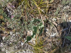 Takhtajaniantha crispa