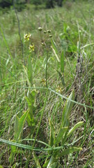 Asclepias praemorsa