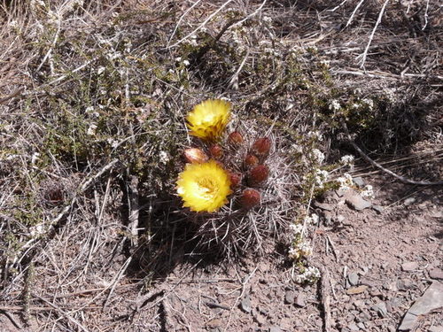 Eriosyce strausiana