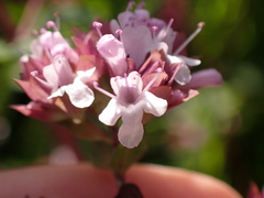 Origanum vulgare