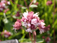Origanum vulgare