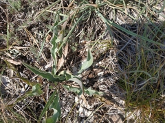 Takhtajaniantha crispa