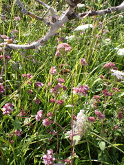 Origanum vulgare