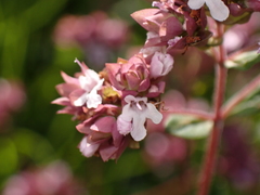 Origanum vulgare