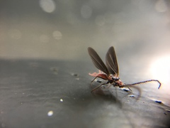 Monophlebidae