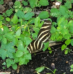 Heliconius charithonia image