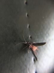 Monophlebidae